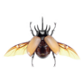 5-horned Rhinoceros Beetle Sticker