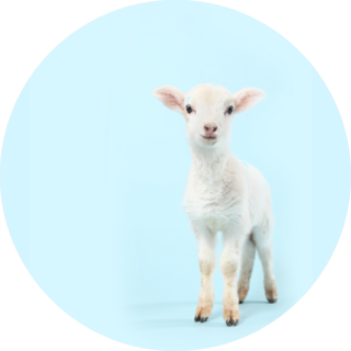 A Baby Lamb On A Soft Baby Blue Background Sticker