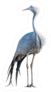 A Blue Crane, Grus Paradisea, Isolated On White Sticker