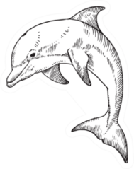 A Bottlenose Dolphin. Hand Drawn Illustration Sticker