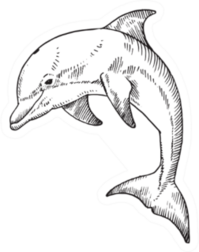 A Bottlenose Dolphin. Hand Drawn Illustration Sticker