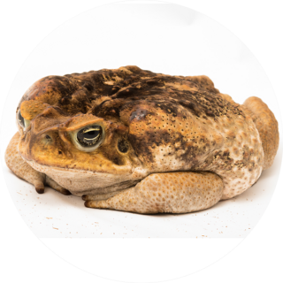 A Brown Cane Toad Sits And Thinks Sticker