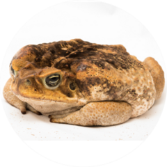 A Brown Cane Toad Sits And Thinks Sticker