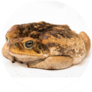 A Brown Cane Toad Sits And Thinks Sticker