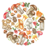 A Circle Of Edible Mushrooms Watercolor Sticker