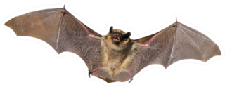 A Close Up Of The Small Bat Sticker