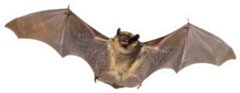A Close Up Of The Small Bat Sticker