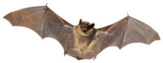 A Close Up Of The Small Bat Sticker