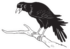 A Crow Standing On A Tree Branch Sketch Sticker