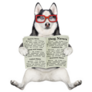 A Dog Husky In Glasses Reading Newspaper Sticker
