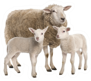 A Ewe With Her Two Lambs Sticker