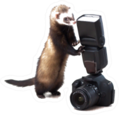 A Ferret With A Camera Sticker