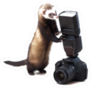 A Ferret With A Camera Sticker
