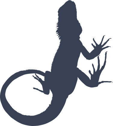 A Frilled Neck Lizard Gecko Sticker