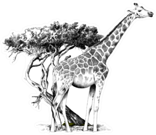 A Giraffe Standing Near A Tree Sketch Sticker