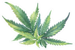 A Green Branch Of Cannabis Sativa Watercolor Sticker