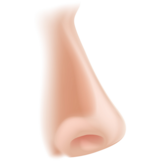 A Human Nose Body Part Sticker 