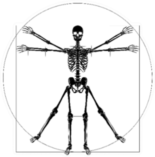 A Human Skeleton In A Da Vinci Vitruvian Man Style Sticker