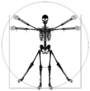 A Human Skeleton In A Da Vinci Vitruvian Man Style Sticker