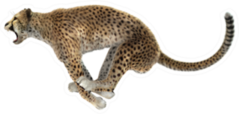 A Jumping Cheetah Isolated On White Sticker