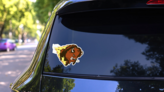 A Large Angry Fast Charging Buffalo Sticker on a Rear Car Window (New) example