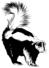 A Large Black Skunk With A White Stripe Painted Ink Sticker