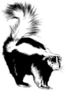 A Large Black Skunk With A White Stripe Painted Ink Sticker