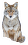 A Lone Coyote Sitting In The Winter Snow Sticker