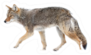 A Lone Coyote Sticker