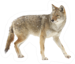 A Lone Coyote Walking Sticker