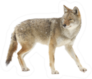 A Lone Coyote Walking Sticker