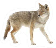 A Lone Coyote Walking Sticker