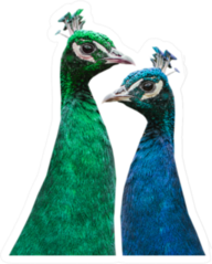 A Pair Of Beautiful Peacocks Sticker