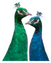 A Pair Of Beautiful Peacocks Sticker