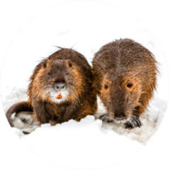A Pair Of Beavers In Search For Food Closeup Sticker
