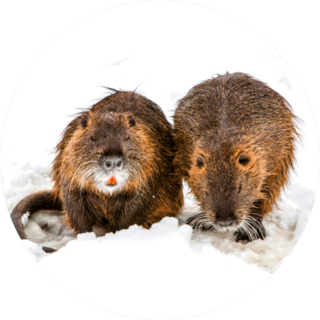 A Pair Of Beavers In Search For Food Closeup Sticker
