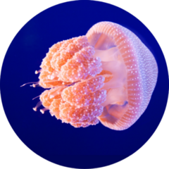 A Pink Jellyfish Swimming In An Aquarium Sticker