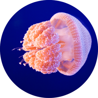 A Pink Jellyfish Swimming In An Aquarium Sticker