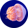 A Pink Jellyfish Swimming In An Aquarium Sticker