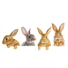 A Set Of Rabbits Peeking Sticker