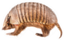 A Stuffed Armadillo Isolated On White Sticker