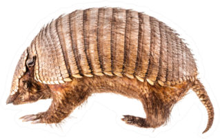 A Stuffed Armadillo Isolated On White Sticker