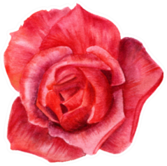A Watercolor Drawing Of A Red Rose Sticker