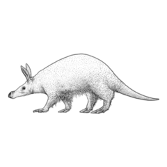 Aardvark Illustration Ink Sticker