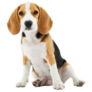 Adorable Beagle Sticker