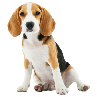 Adorable Beagle Sticker