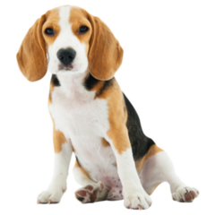 Adorable Beagle Sticker
