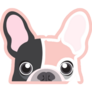 Adorable Frenchie Is Begging Sticker