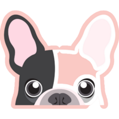 Adorable Frenchie Is Begging Sticker