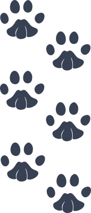 Adorable Paw Prints Sticker